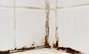 The Dangers Of Mold 5 Tips And Tricks