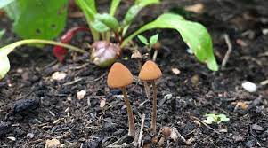 Are Mushrooms In The Soil A Good Or Bad