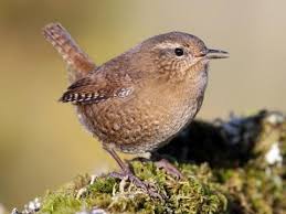 House Wren Overview All About Birds
