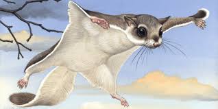 Flying Squirrels Need You To Be A Hero