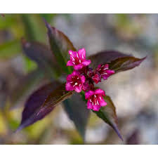 Live Flowering Shrub With Bright Pink