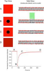 Fluorescence Recovery After