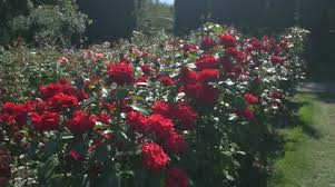 Rose Garden Stock Footage