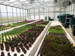 Planning Commercial Aquaponics Systems