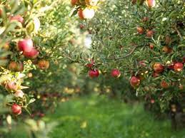 To Prune Apple Trees