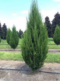 Evergreen Shrubs Cedar Trees Types Of