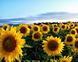 Sunflower S In Ukraine Began To