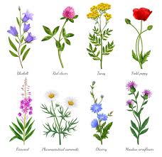 Wildflower Images Free On