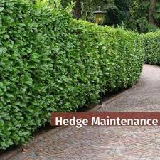 Hedging Maintenance Best4hedging