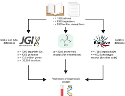 Genotype Of Fermentative Prokaryotes