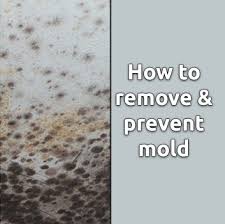How To Remove And Prevent Mold