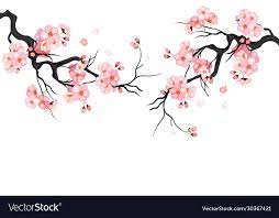 Japanese Cherry Sakura Tree Isolated