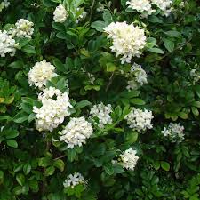Murraya Paniculata Murraya Hedge