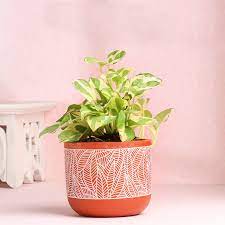 Air Purifying Indoor Plants