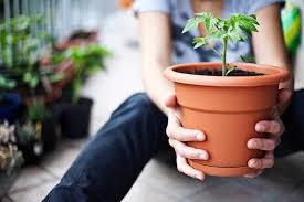 Fruit And Herbs In Containers