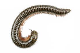 Millipedes In Your Basement
