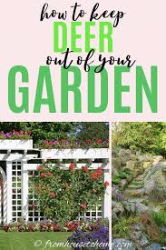 13 Ways To Keep Deer Out Of Your Garden