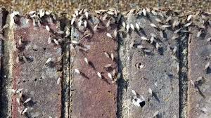 How To Get Rid Of Flying Ants 6 Tips