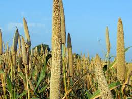 Is Bajre Ki Khichdi Good For Diabetes