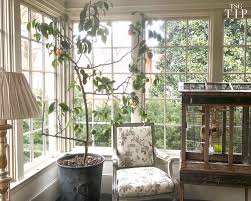 The Best Citrus Trees To Grow Indoors