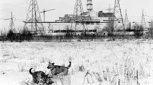 The Dogs Living At Chernobyl