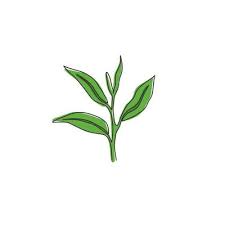 Whole Healthy Organic Tea Leaf