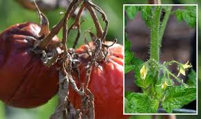 Four Common Tomato Plant Problems Which