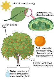 Summarize The Process Of Photosynthesis