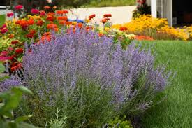 Drought Tolerant Landscaping