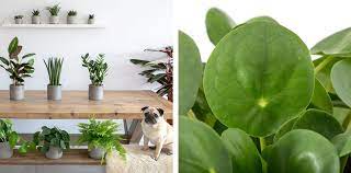 Top 10 Pet Friendly Indoor Plants The