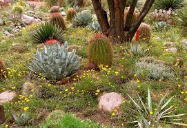 Sustainable Gardening In The Desert