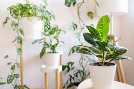 19 Tall Low Light Plants To Grow Indoors