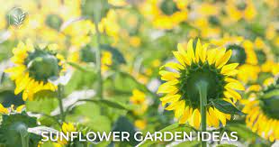 10 Sunflower Garden Ideas