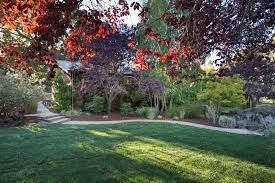 Redwoods Of Los Altos Hills