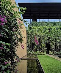Bamboo Screens And Climbing Plants