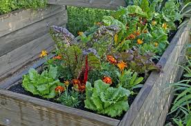 Planting Guide For Home Gardening In