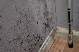 I Ve Been Fighting Mould In My Flat For