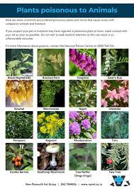 Plants Poisonous To Animals New