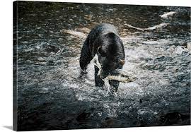 Black Bear Catching Wild Alaskan Salmon