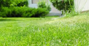 Best Affordable Lawn Care Services In