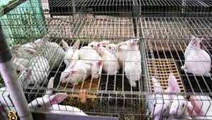 Commercial Rabbit Farming In India