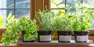 How To Grow A Diy Indoor Herb Garden