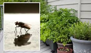 Plants To Keep Flies Mosquitoes And