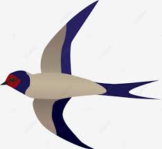 Barn Swallow Wings Swift Glossy