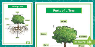 Parts Of A Tree Poster For The