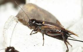 House Crickets In Tempe