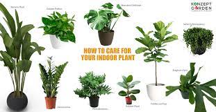 11 Types Of Indoor Plants And How To