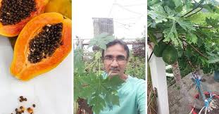 How To Grow Papaya At Home With