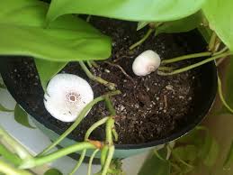 Mushrooms In Philodendron Pot