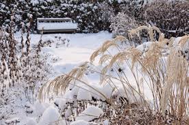 Winter The Best Plants To Grow In
